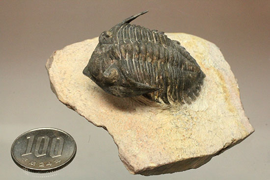 モロッコ三葉虫メタカンティナ (Metacanthina)(その19)