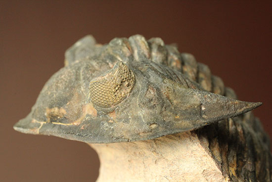 モロッコ三葉虫メタカンティナ (Metacanthina)(その4)