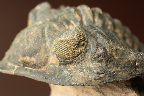 モロッコ三葉虫メタカンティナ (Metacanthina)(その5)