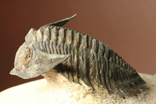 モロッコ三葉虫メタカンティナ (Metacanthina)(その6)
