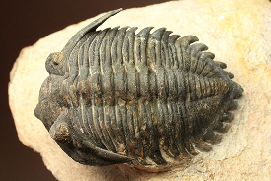 モロッコ三葉虫メタカンティナ (Metacanthina)(その7)