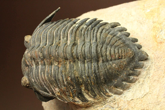 モロッコ三葉虫メタカンティナ (Metacanthina)(その8)