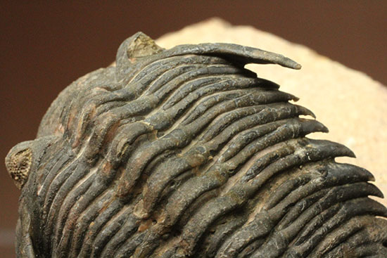 モロッコ三葉虫メタカンティナ (Metacanthina)(その9)