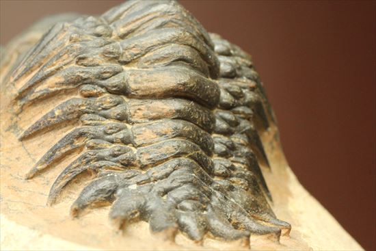 人気のクロタロセファルス・ギブス(Crotalocephalus gibbs)が登場(その10)