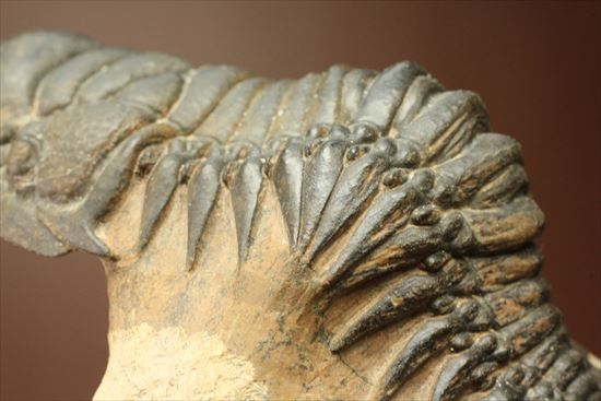 人気のクロタロセファルス・ギブス(Crotalocephalus gibbs)が登場(その11)