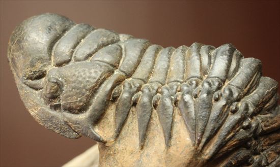 人気のクロタロセファルス・ギブス(Crotalocephalus gibbs)が登場(その12)