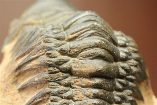 人気のクロタロセファルス・ギブス(Crotalocephalus gibbs)が登場(その13)