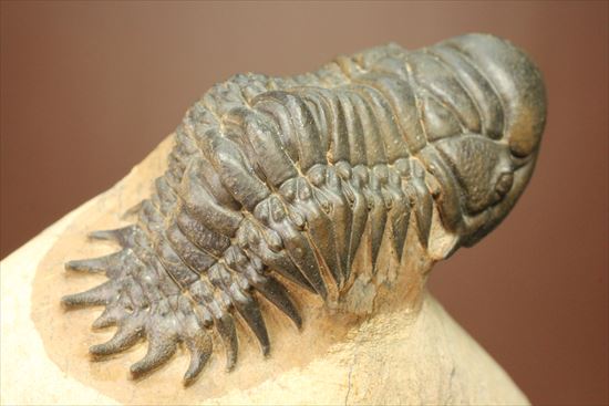 人気のクロタロセファルス・ギブス(Crotalocephalus gibbs)が登場(その14)