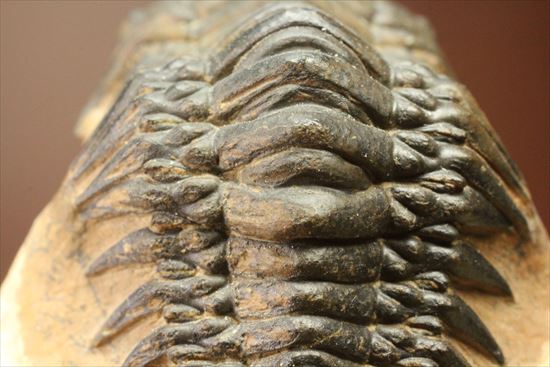 人気のクロタロセファルス・ギブス(Crotalocephalus gibbs)が登場(その16)