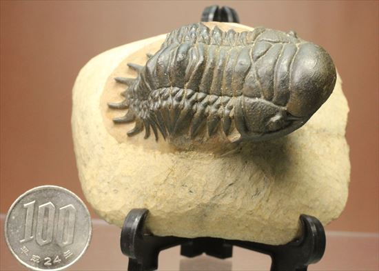 人気のクロタロセファルス・ギブス(Crotalocephalus gibbs)が登場(その19)