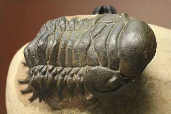 人気のクロタロセファルス・ギブス(Crotalocephalus gibbs)が登場(その2)