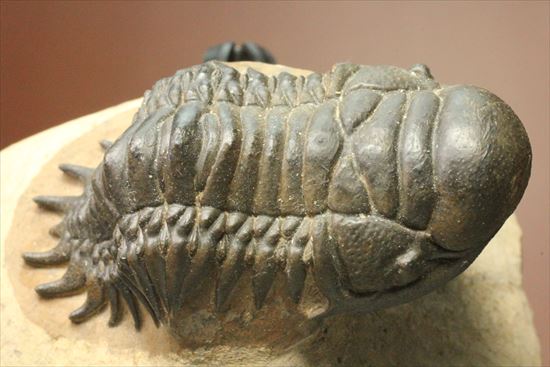 人気のクロタロセファルス・ギブス(Crotalocephalus gibbs)が登場(その3)