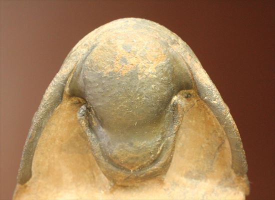 人気のクロタロセファルス・ギブス(Crotalocephalus gibbs)が登場(その4)