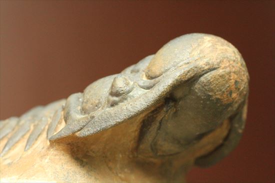 人気のクロタロセファルス・ギブス(Crotalocephalus gibbs)が登場(その5)
