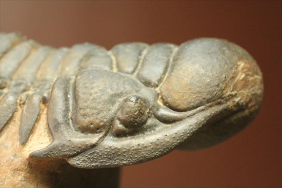 人気のクロタロセファルス・ギブス(Crotalocephalus gibbs)が登場(その6)