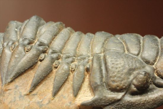 人気のクロタロセファルス・ギブス(Crotalocephalus gibbs)が登場(その7)