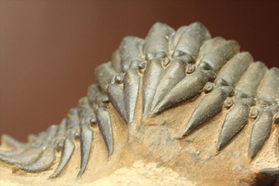 人気のクロタロセファルス・ギブス(Crotalocephalus gibbs)が登場(その8)