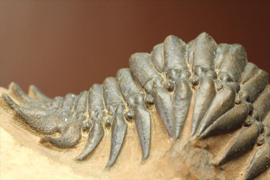 人気のクロタロセファルス・ギブス(Crotalocephalus gibbs)が登場(その9)