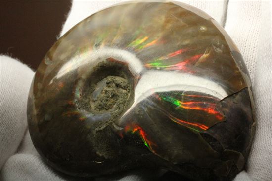 両面光り！7色のグラデーションに光るアンモナイト(Ammonite)（その1）