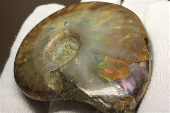 両面光り！7色のグラデーションに光るアンモナイト(Ammonite)（その10）