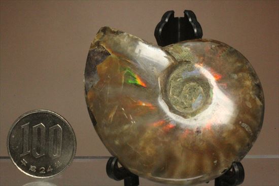 両面光り！7色のグラデーションに光るアンモナイト(Ammonite)（その13）