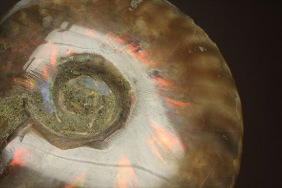 両面光り！7色のグラデーションに光るアンモナイト(Ammonite)（その14）