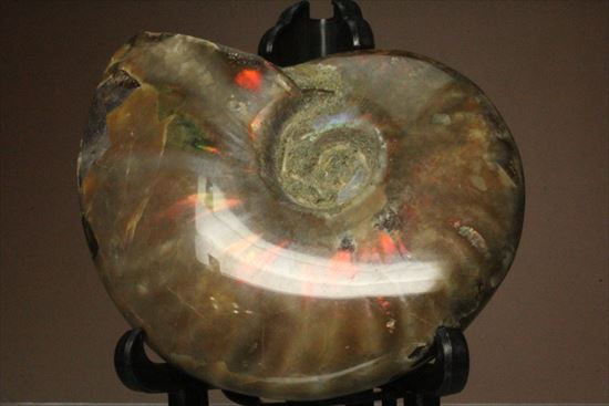 両面光り！7色のグラデーションに光るアンモナイト(Ammonite)（その2）