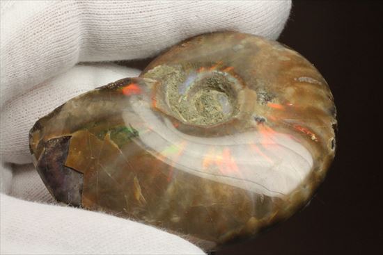 両面光り！7色のグラデーションに光るアンモナイト(Ammonite)（その3）