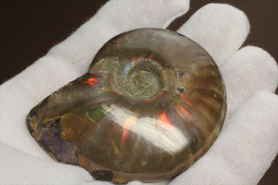 両面光り！7色のグラデーションに光るアンモナイト(Ammonite)（その4）