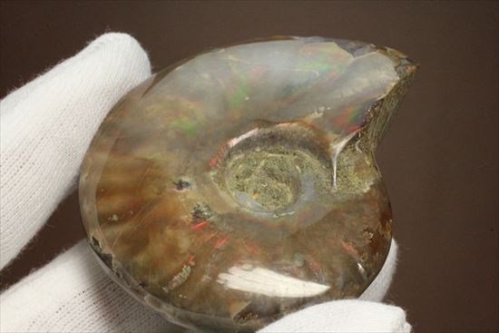 両面光り！7色のグラデーションに光るアンモナイト(Ammonite)（その6）