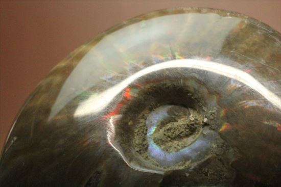 両面光り！7色のグラデーションに光るアンモナイト(Ammonite)（その7）