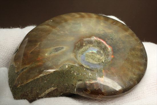 両面光り！7色のグラデーションに光るアンモナイト(Ammonite)（その8）