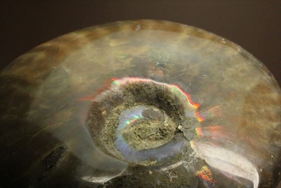 両面光り！7色のグラデーションに光るアンモナイト(Ammonite)（その9）