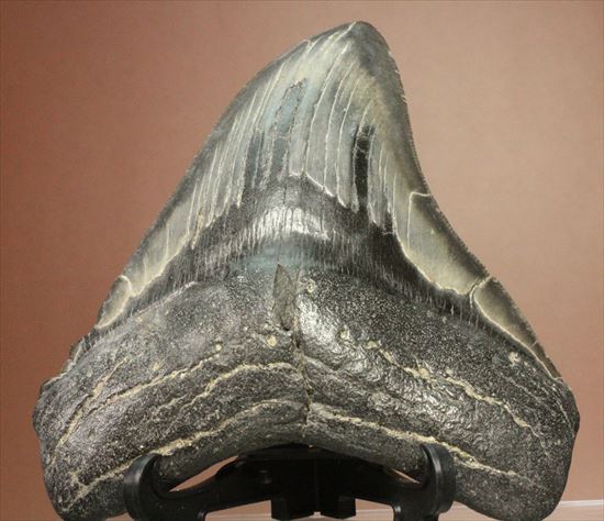 古代の化物ザメ その名もメガロドン(megalodon)(その1)