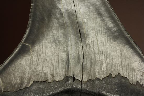 古代の化物ザメ その名もメガロドン(megalodon)(その10)