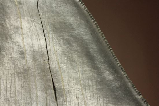 古代の化物ザメ その名もメガロドン(megalodon)(その11)
