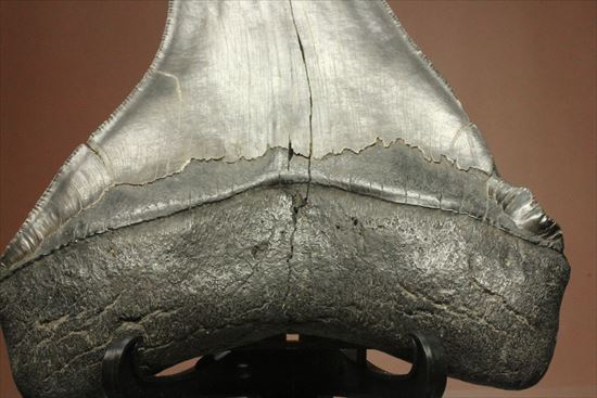 古代の化物ザメ その名もメガロドン(megalodon)(その12)