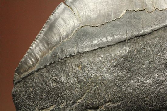 古代の化物ザメ その名もメガロドン(megalodon)(その13)