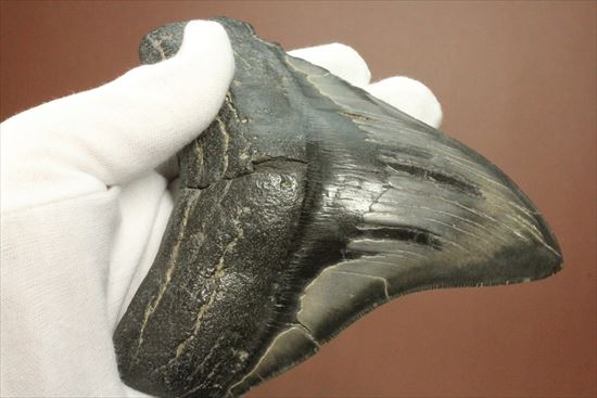 古代の化物ザメ その名もメガロドン(megalodon)(その14)