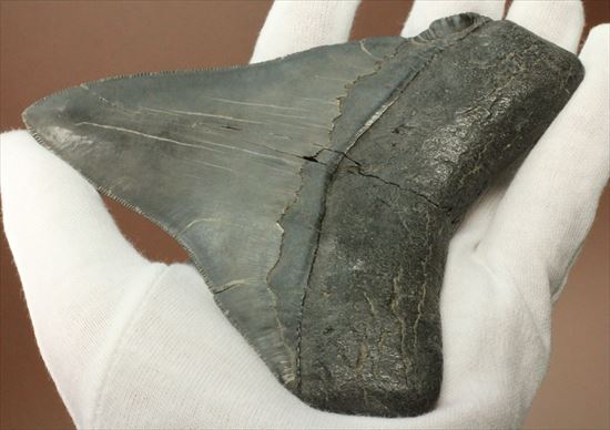古代の化物ザメ その名もメガロドン(megalodon)(その15)