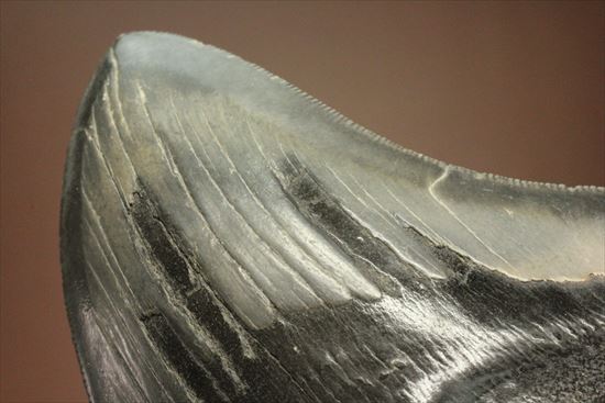 古代の化物ザメ その名もメガロドン(megalodon)(その16)