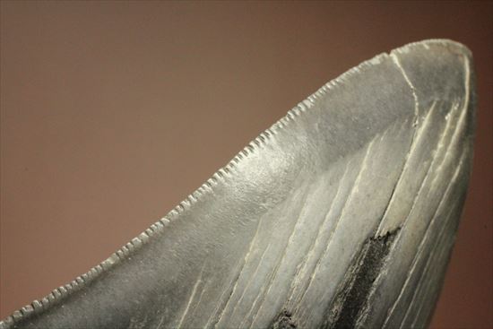 古代の化物ザメ その名もメガロドン(megalodon)(その17)