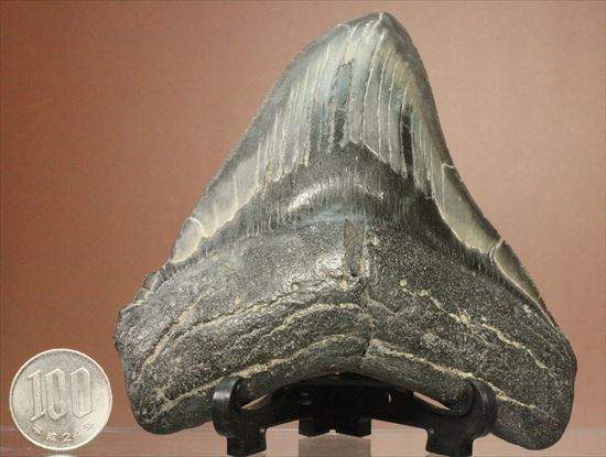 古代の化物ザメ その名もメガロドン(megalodon)(その18)