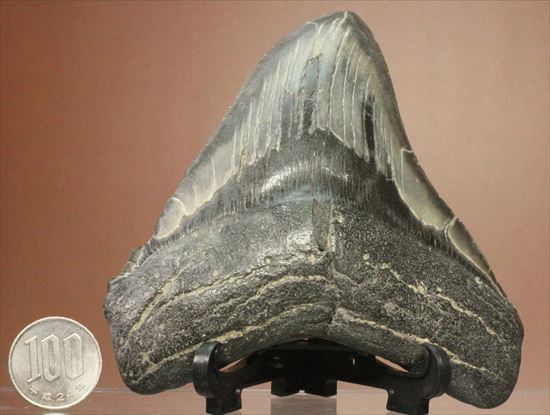 古代の化物ザメ その名もメガロドン(megalodon)（その18）