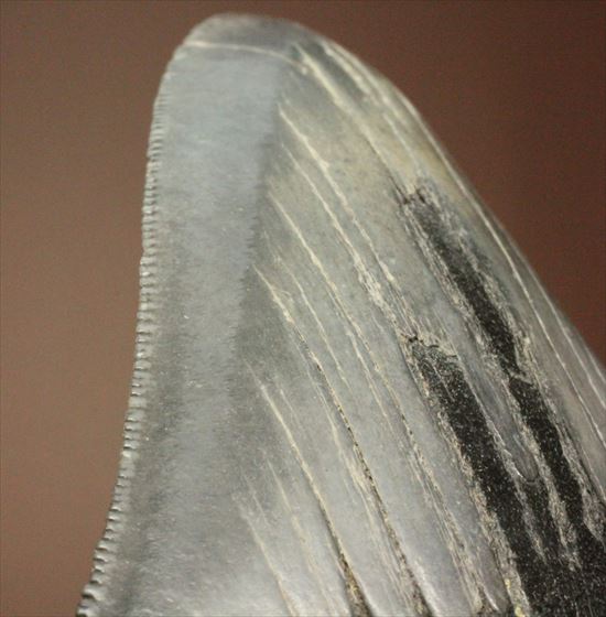 古代の化物ザメ その名もメガロドン(megalodon)(その2)