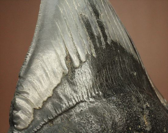 古代の化物ザメ その名もメガロドン(megalodon)(その3)