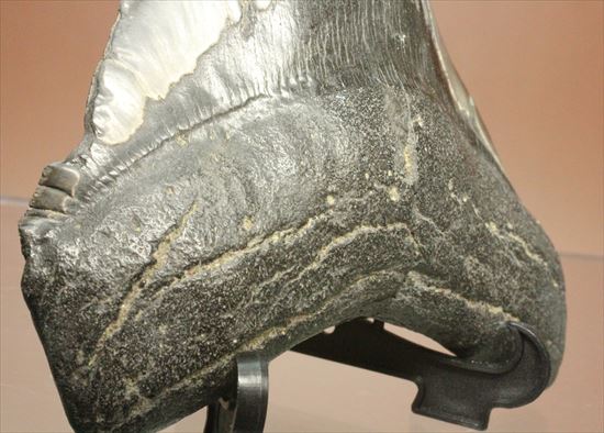 古代の化物ザメ その名もメガロドン(megalodon)(その4)