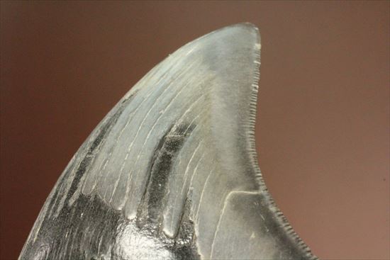 古代の化物ザメ その名もメガロドン(megalodon)(その5)