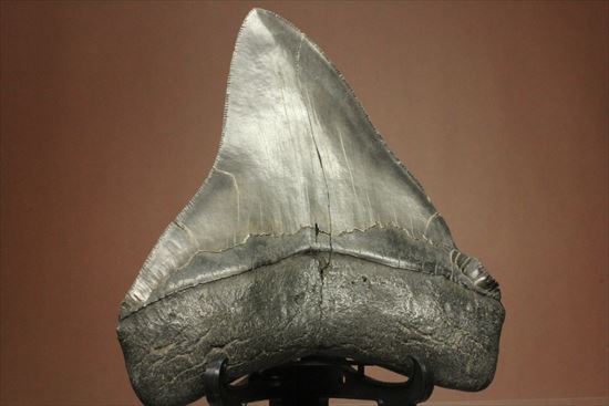 古代の化物ザメ その名もメガロドン(megalodon)（その7）