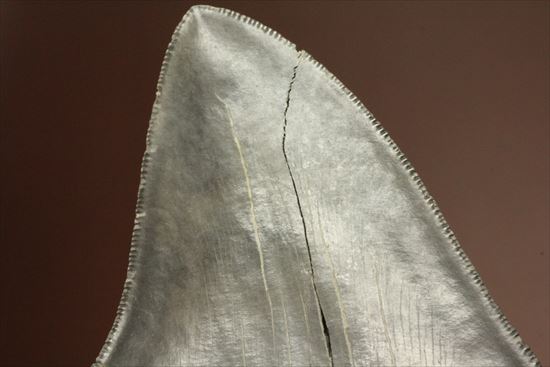 古代の化物ザメ その名もメガロドン(megalodon)(その8)